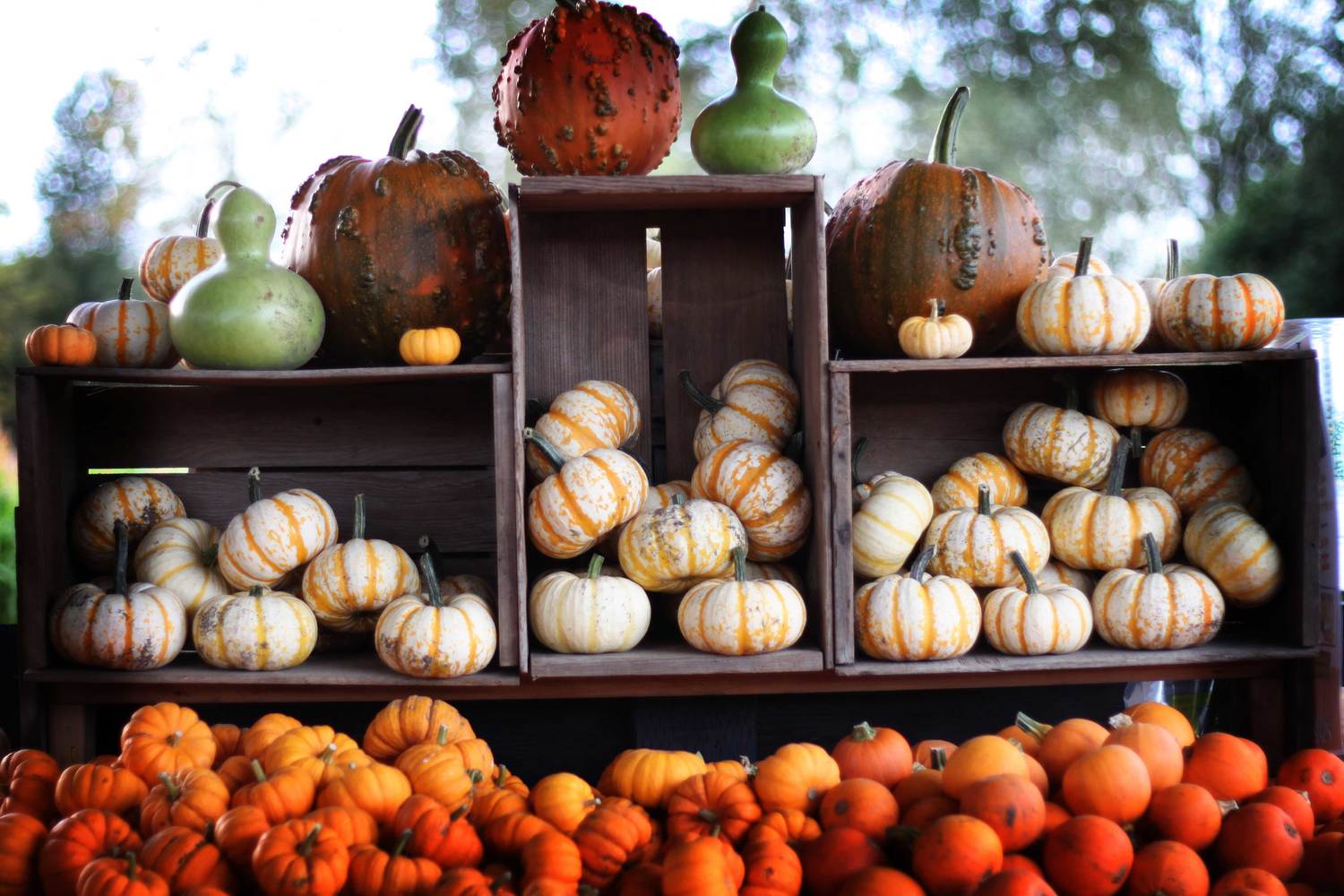Discover 2 Best Pumpkin Patches near Blackfish for Fall Fun! 2 Mosby Farms Pumpkin Patch